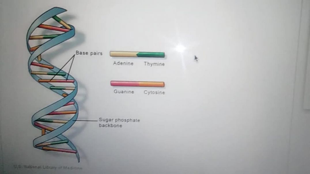What is DNA and why Hebrews do not use it DNA is not accurate science or for ancestry to Adam