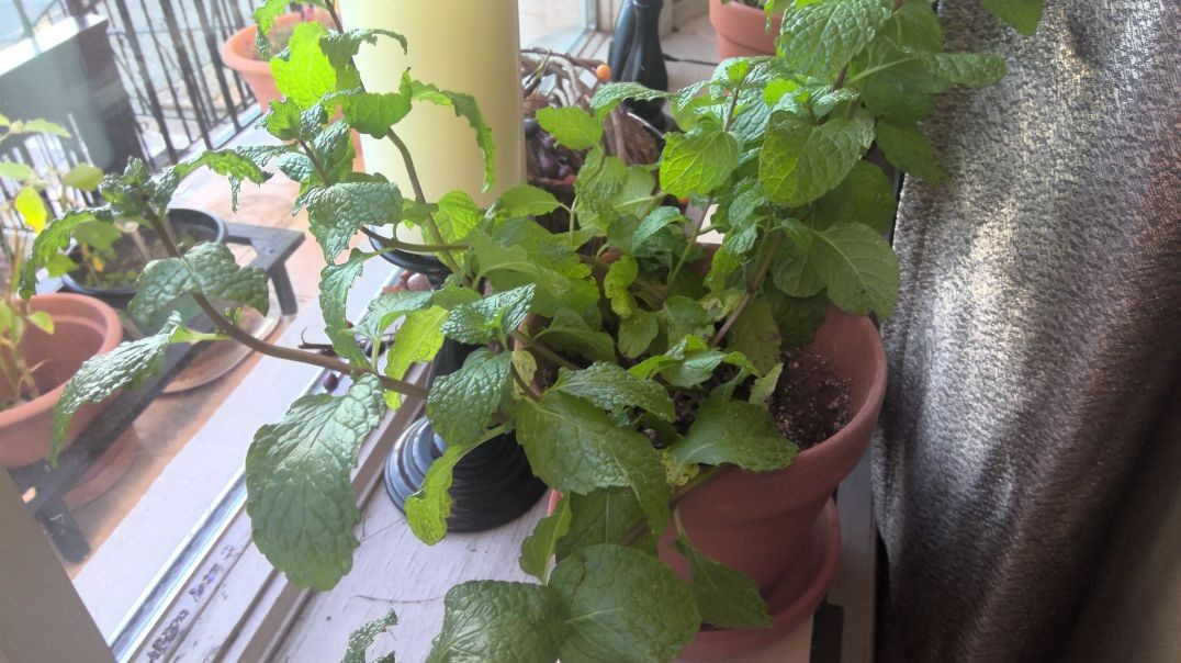 ⁣Shalom Living Tid Bit: Starting Your Indoor Gardening