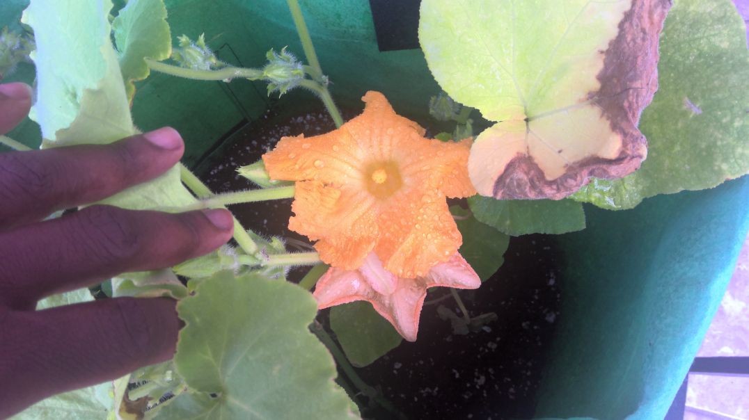 ⁣ShalomLivingTidBit: Urban Gardening update- Got Papaya