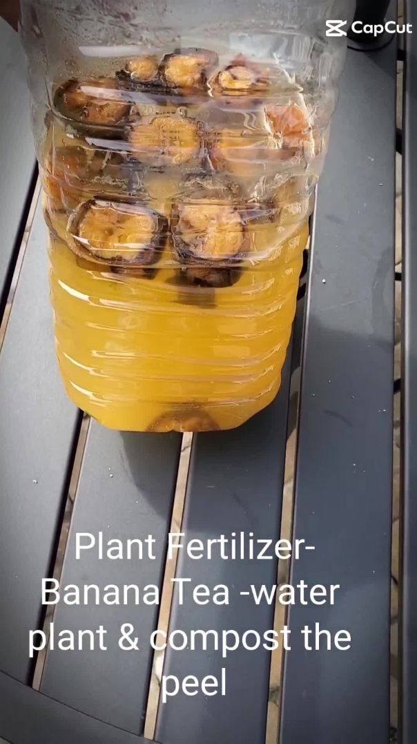 Banana Peel Tea - Plant Fertilizer