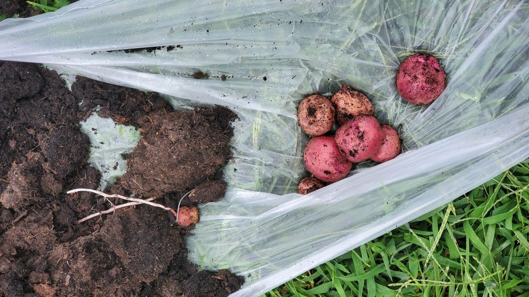 ⁣Potato Harvest - Grow Bags