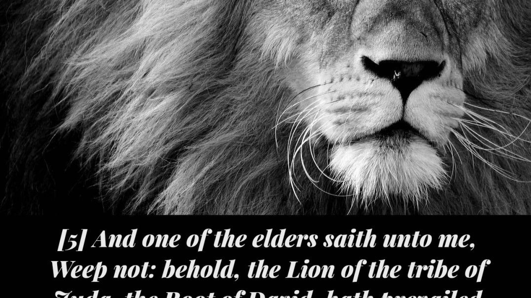 Lion Of Judah Of The Tribe of Judah